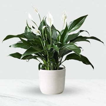 Peace Lily