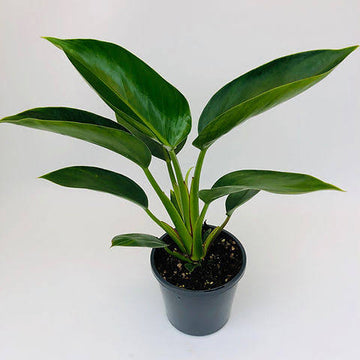 Philodendron